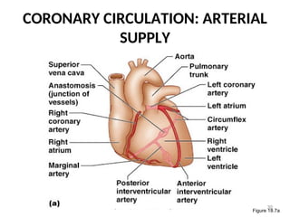 Chapter 18, Cardiovascular System 30
CORONARY CIRCULATION: ARTERIAL
SUPPLY
Figure 18.7a
 