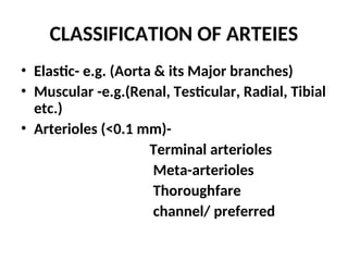 CLASSIFICATION OF ARTEIES
• Elastic- e.g. (Aorta & its Major branches)
• Muscular -e.g.(Renal, Testicular, Radial, Tibial
etc.)
• Arterioles (<0.1 mm)-
Terminal arterioles
Meta-arterioles
Thoroughfare
channel/ preferred
 