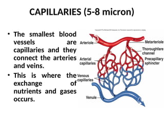 CAPILLARIES (5-8 micron)
• The smallest blood
vessels are
capillaries and they
connect the arteries
and veins.
• This is where the
exchange of
nutrients and gases
occurs.
 