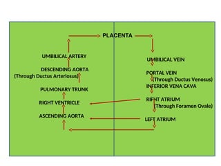 UMBILICAL ARTERY
DESCENDING AORTA
(Through Ductus Arteriosus)
PULMONARY TRUNK
RIGHT VENTRICLE
ASCENDING AORTA
UMBILICAL VEIN
PORTAL VEIN
(Through Ductus Venosus)
INFERIOR VENA CAVA
RIFHT ATRIUM
(Through Foramen Ovale)
LEFT ATRIUM
PLACENTA
 