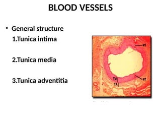 BLOOD VESSELS
• General structure
1.Tunica intima
2.Tunica media
3.Tunica adventitia
 
