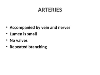 ARTERIES
• Accompanied by vein and nerves
• Lumen is small
• No valves
• Repeated branching
 