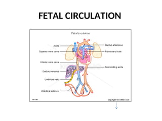 FETAL CIRCULATION
 