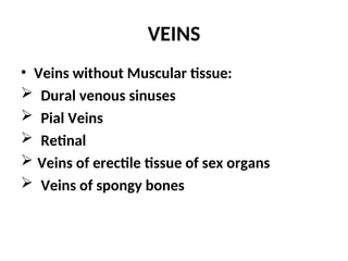 VEINS
• Veins without Muscular tissue:
 Dural venous sinuses
 Pial Veins
 Retinal
 Veins of erectile tissue of sex organs
 Veins of spongy bones
 