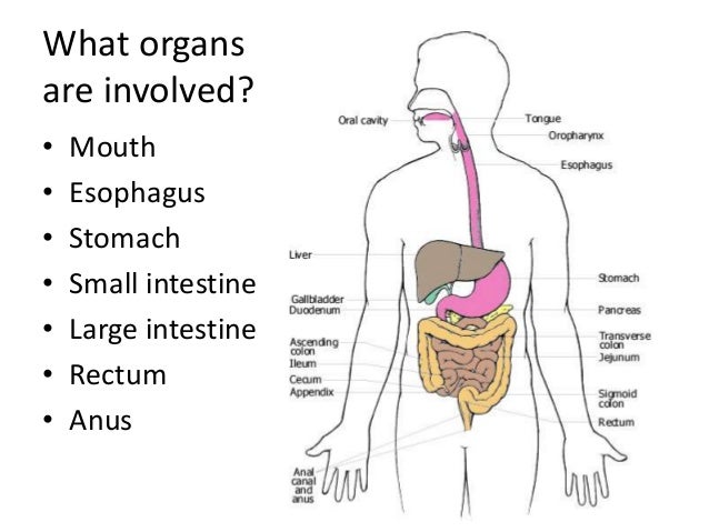 Introduction to the digestive system