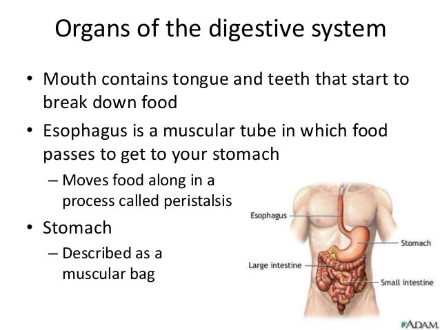 Introduction to the digestive system