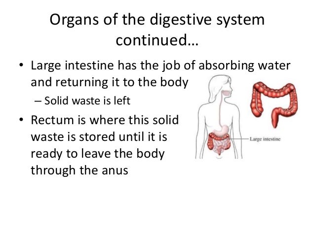 Introduction to the digestive system
