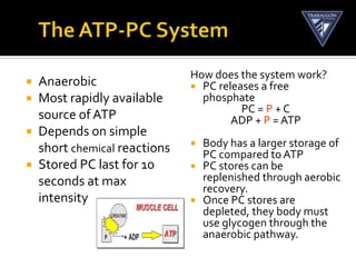 How does the system work?
 Anaerobic                   PC releases a free
 Most rapidly available       phosphate
                                       PC = P + C
  source of ATP                      ADP + P = ATP
 Depends on simple
  short chemical reactions    Body has a larger storage of
                               PC compared to ATP
 Stored PC last for 10       PC stores can be
  seconds at max               replenished through aerobic
                               recovery.
  intensity                   Once PC stores are
                               depleted, they body must
                               use glycogen through the
                               anaerobic pathway.
 