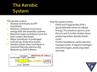 The aerobic system                     How the system works;
 Slowest contributor to ATP
                                       1.   CHOs and Tryglycerides (FFA +
   resynthesis
                                            glycerol) broken down to release
 However, produces much more
   energy than the anaerobic systems        energy. This produces pyruvic acid.
 Becomes major contributor once the   2.   Pyruvic acid is further broken down
   lactic system decreases.                 producing carbon dioxide (Kreb’s
 Major contributor in prolonged            cycle)
   exercise eg. Endurance events.      3.   Further breakdown via the electron
 Aerobic system does contribute in         transport chain. It requires hydrogen
   maximal intensity exercise (Eg.          ions and oxygen, producing water
   Between 55-65% in 800m)                  and heat.
table 4.4 p.101 and 4.5 p.102
 