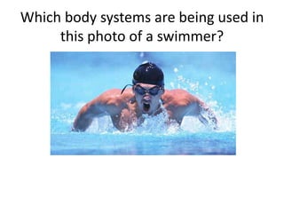 Which body systems are being used in this photo of a swimmer?