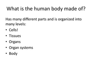 What is the human body made of?Has many different parts and is organized into many levels:Cells!TissuesOrgansOrgan systemsBody