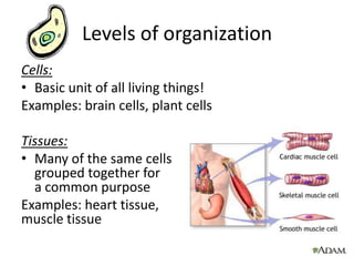 Levels of organizationCells:Basic unit of all living things!Examples: brain cells, plant cellsTissues:Many of the same cells grouped together for a common purposeExamples: heart tissue, muscle tissue