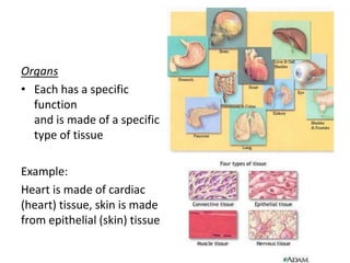 Organs Each has a specific functionand is made of a specific type of tissueExample:Heart is made of cardiac (heart) tissue, skin is made from epithelial (skin) tissue 