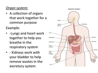 Organ system:A collection of organs that work together for a common purpose Example: -Lungs and heart work together to help you breathe in the respiratory system- Kidneys work with your bladder to help remove wastes in the excretory system