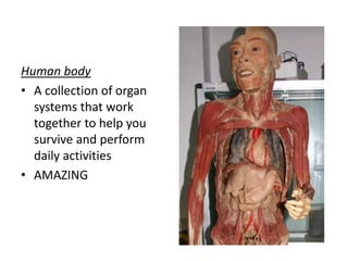 Human bodyA collection of organ systems that work together to help you survive and perform daily activitiesAMAZING