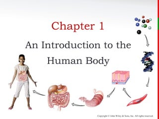 Copyright © John Wiley & Sons, Inc. All rights reserved.
Chapter 1
An Introduction to the
Human Body
 
