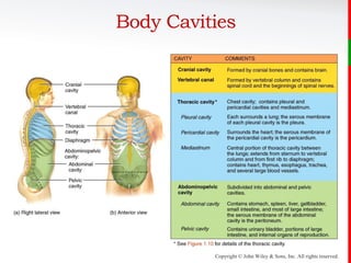 John Body Structure Introduction To The Human Body | PDF