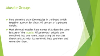 Muscle Groups
 here are more than 600 muscles in the body, which
together account for about 40 percent of a person's
weight.
 Most skeletal muscles have names that describe some
feature of the muscle. Often several criteria are
combined into one name. Associating the muscle's
characteristics with its name will help you learn and
remember them.
 