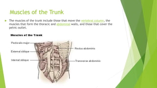 Muscles of the Trunk
 The muscles of the trunk include those that move the vertebral column, the
muscles that form the thoracic and abdominal walls, and those that cover the
pelvic outlet.
 