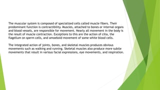 The muscular system is composed of specialized cells called muscle fibers. Their
predominant function is contractibility. Muscles, attached to bones or internal organs
and blood vessels, are responsible for movement. Nearly all movement in the body is
the result of muscle contraction. Exceptions to this are the action of cilia, the
flagellum on sperm cells, and amoeboid movement of some white blood cells.
The integrated action of joints, bones, and skeletal muscles produces obvious
movements such as walking and running. Skeletal muscles also produce more subtle
movements that result in various facial expressions, eye movements, and respiration.
 