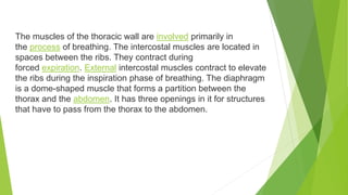 The muscles of the thoracic wall are involved primarily in
the process of breathing. The intercostal muscles are located in
spaces between the ribs. They contract during
forced expiration. External intercostal muscles contract to elevate
the ribs during the inspiration phase of breathing. The diaphragm
is a dome-shaped muscle that forms a partition between the
thorax and the abdomen. It has three openings in it for structures
that have to pass from the thorax to the abdomen.
 