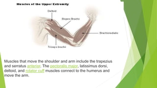 Muscles that move the shoulder and arm include the trapezius
and serratus anterior. The pectoralis major, latissimus dorsi,
deltoid, and rotator cuff muscles connect to the humerus and
move the arm.
 