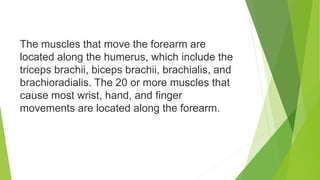 The muscles that move the forearm are
located along the humerus, which include the
triceps brachii, biceps brachii, brachialis, and
brachioradialis. The 20 or more muscles that
cause most wrist, hand, and finger
movements are located along the forearm.
 