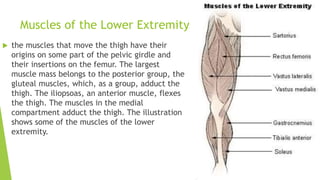 Muscles of the Lower Extremity
 the muscles that move the thigh have their
origins on some part of the pelvic girdle and
their insertions on the femur. The largest
muscle mass belongs to the posterior group, the
gluteal muscles, which, as a group, adduct the
thigh. The iliopsoas, an anterior muscle, flexes
the thigh. The muscles in the medial
compartment adduct the thigh. The illustration
shows some of the muscles of the lower
extremity.
 