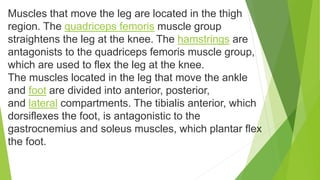 Muscles that move the leg are located in the thigh
region. The quadriceps femoris muscle group
straightens the leg at the knee. The hamstrings are
antagonists to the quadriceps femoris muscle group,
which are used to flex the leg at the knee.
The muscles located in the leg that move the ankle
and foot are divided into anterior, posterior,
and lateral compartments. The tibialis anterior, which
dorsiflexes the foot, is antagonistic to the
gastrocnemius and soleus muscles, which plantar flex
the foot.
 