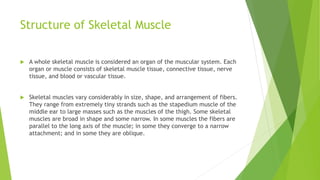 Structure of Skeletal Muscle
 A whole skeletal muscle is considered an organ of the muscular system. Each
organ or muscle consists of skeletal muscle tissue, connective tissue, nerve
tissue, and blood or vascular tissue.
 Skeletal muscles vary considerably in size, shape, and arrangement of fibers.
They range from extremely tiny strands such as the stapedium muscle of the
middle ear to large masses such as the muscles of the thigh. Some skeletal
muscles are broad in shape and some narrow. In some muscles the fibers are
parallel to the long axis of the muscle; in some they converge to a narrow
attachment; and in some they are oblique.
 