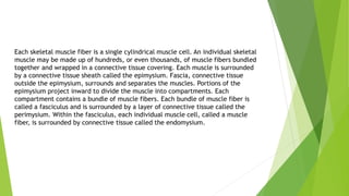 Each skeletal muscle fiber is a single cylindrical muscle cell. An individual skeletal
muscle may be made up of hundreds, or even thousands, of muscle fibers bundled
together and wrapped in a connective tissue covering. Each muscle is surrounded
by a connective tissue sheath called the epimysium. Fascia, connective tissue
outside the epimysium, surrounds and separates the muscles. Portions of the
epimysium project inward to divide the muscle into compartments. Each
compartment contains a bundle of muscle fibers. Each bundle of muscle fiber is
called a fasciculus and is surrounded by a layer of connective tissue called the
perimysium. Within the fasciculus, each individual muscle cell, called a muscle
fiber, is surrounded by connective tissue called the endomysium.
 