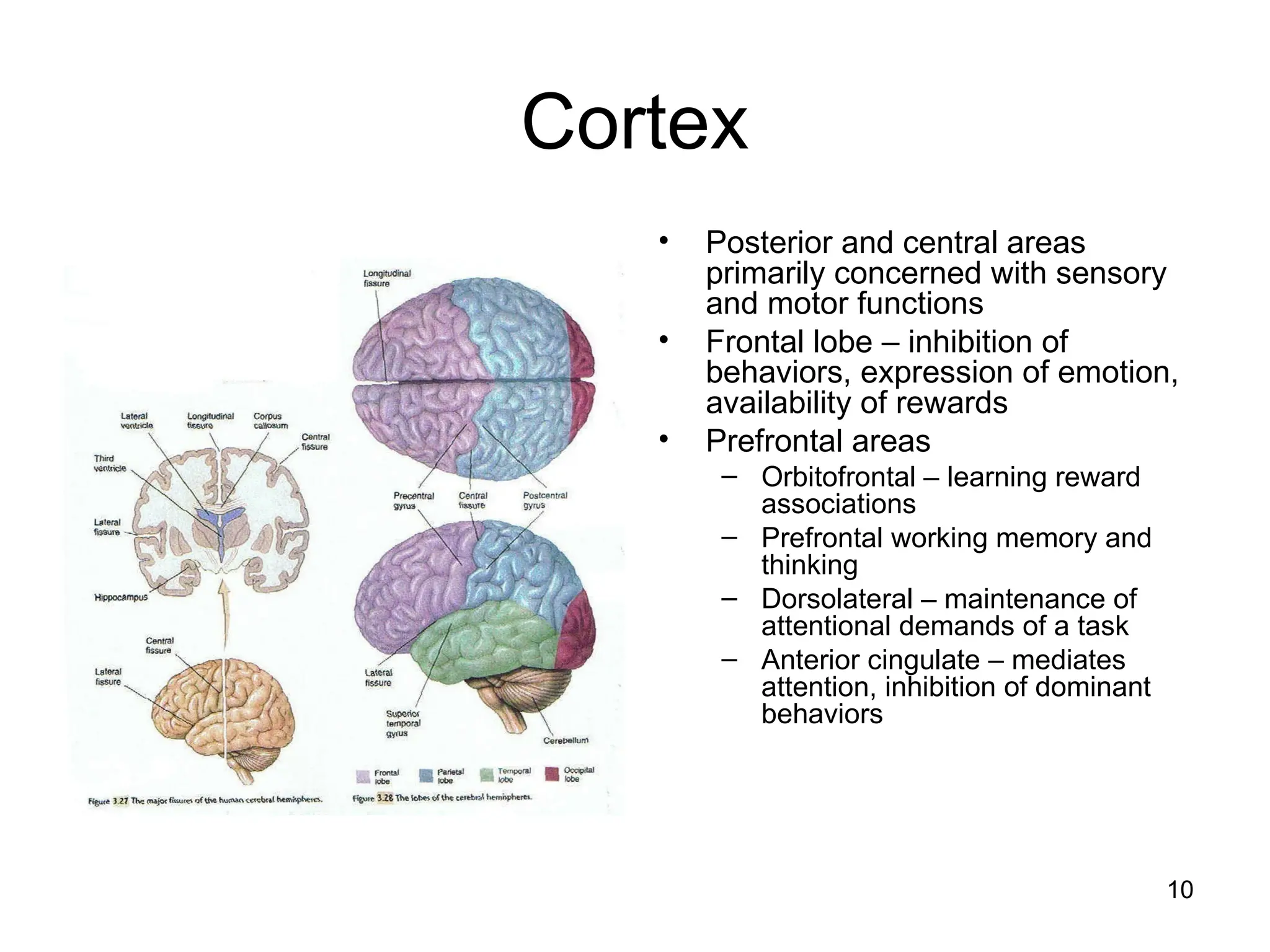 10
Cortex
• Posterior and central areas
primarily concerned with sensory
and motor functions
• Frontal lobe – inhibition of
behaviors, expression of emotion,
availability of rewards
• Prefrontal areas
– Orbitofrontal – learning reward
associations
– Prefrontal working memory and
thinking
– Dorsolateral – maintenance of
attentional demands of a task
– Anterior cingulate – mediates
attention, inhibition of dominant
behaviors
 
