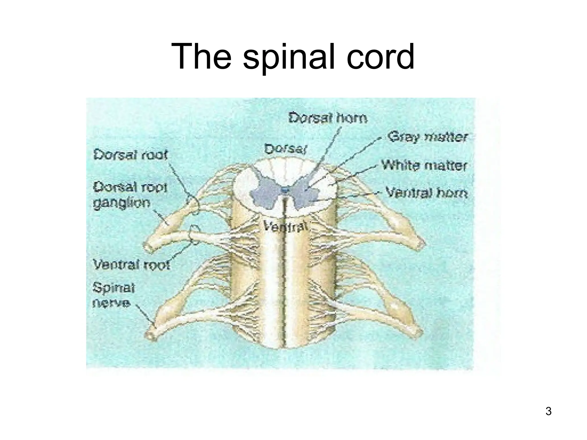 3
The spinal cord
 