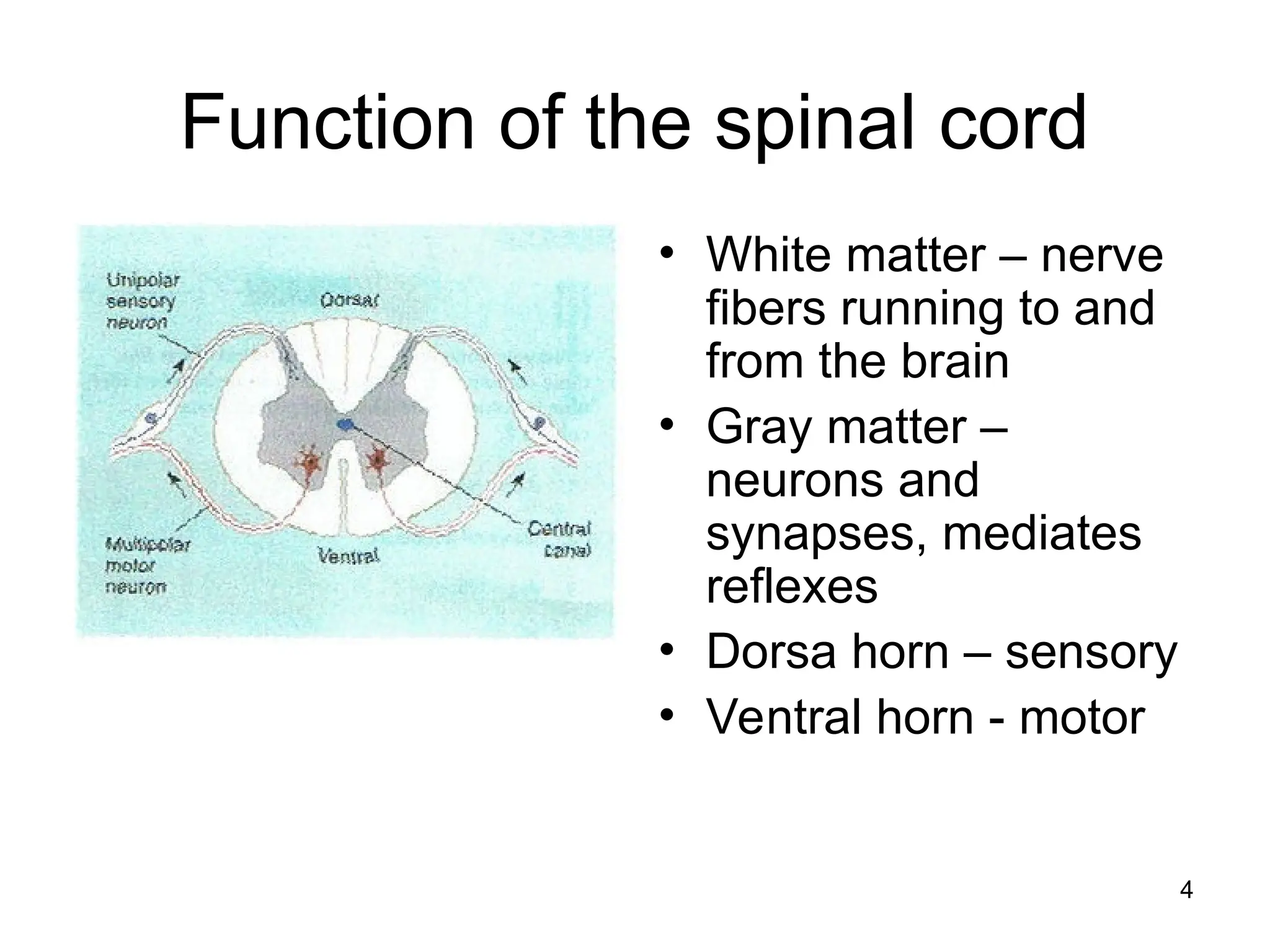 4
Function of the spinal cord
• White matter – nerve
fibers running to and
from the brain
• Gray matter –
neurons and
synapses, mediates
reflexes
• Dorsa horn – sensory
• Ventral horn - motor
 