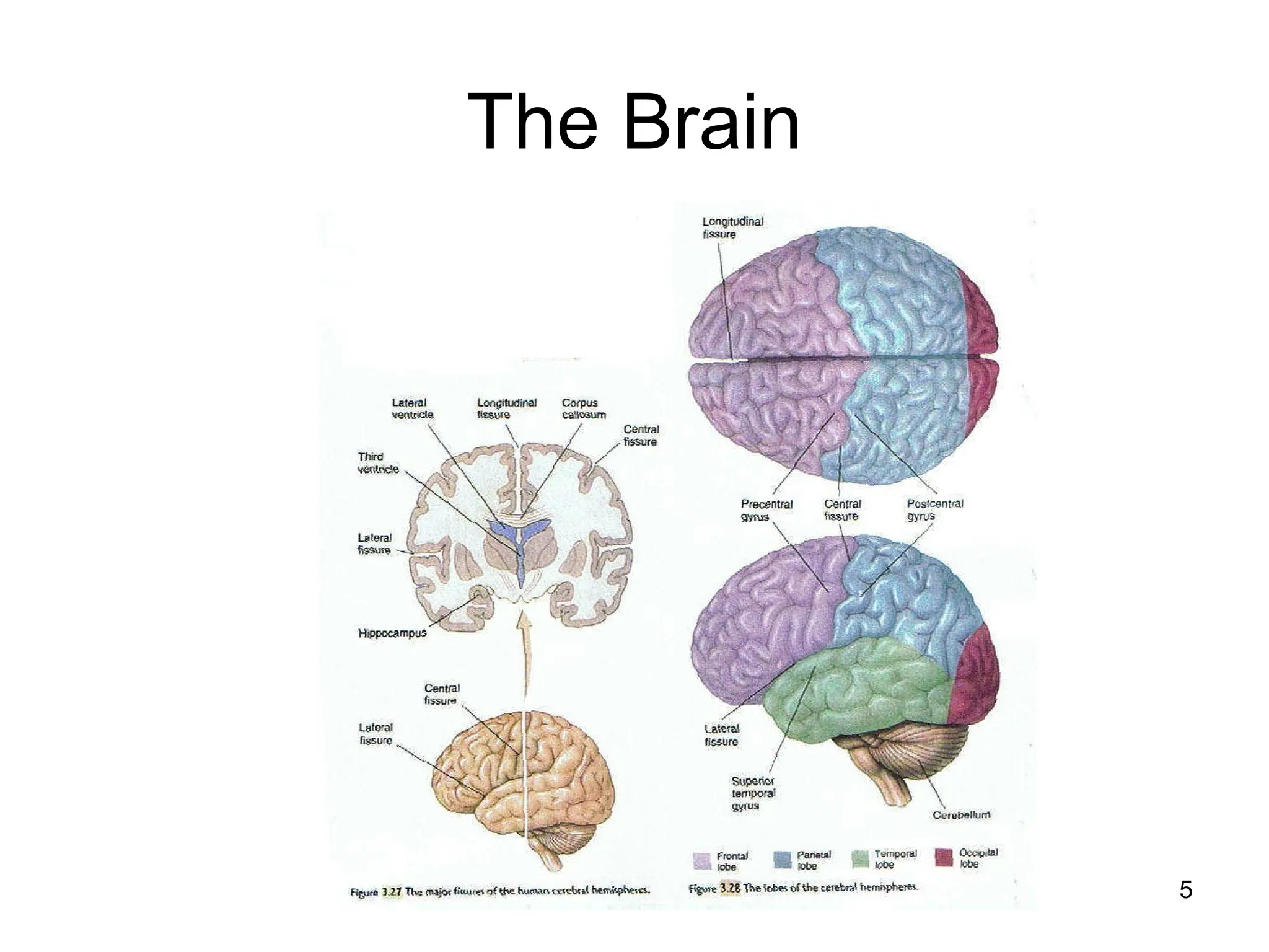5
The Brain
 