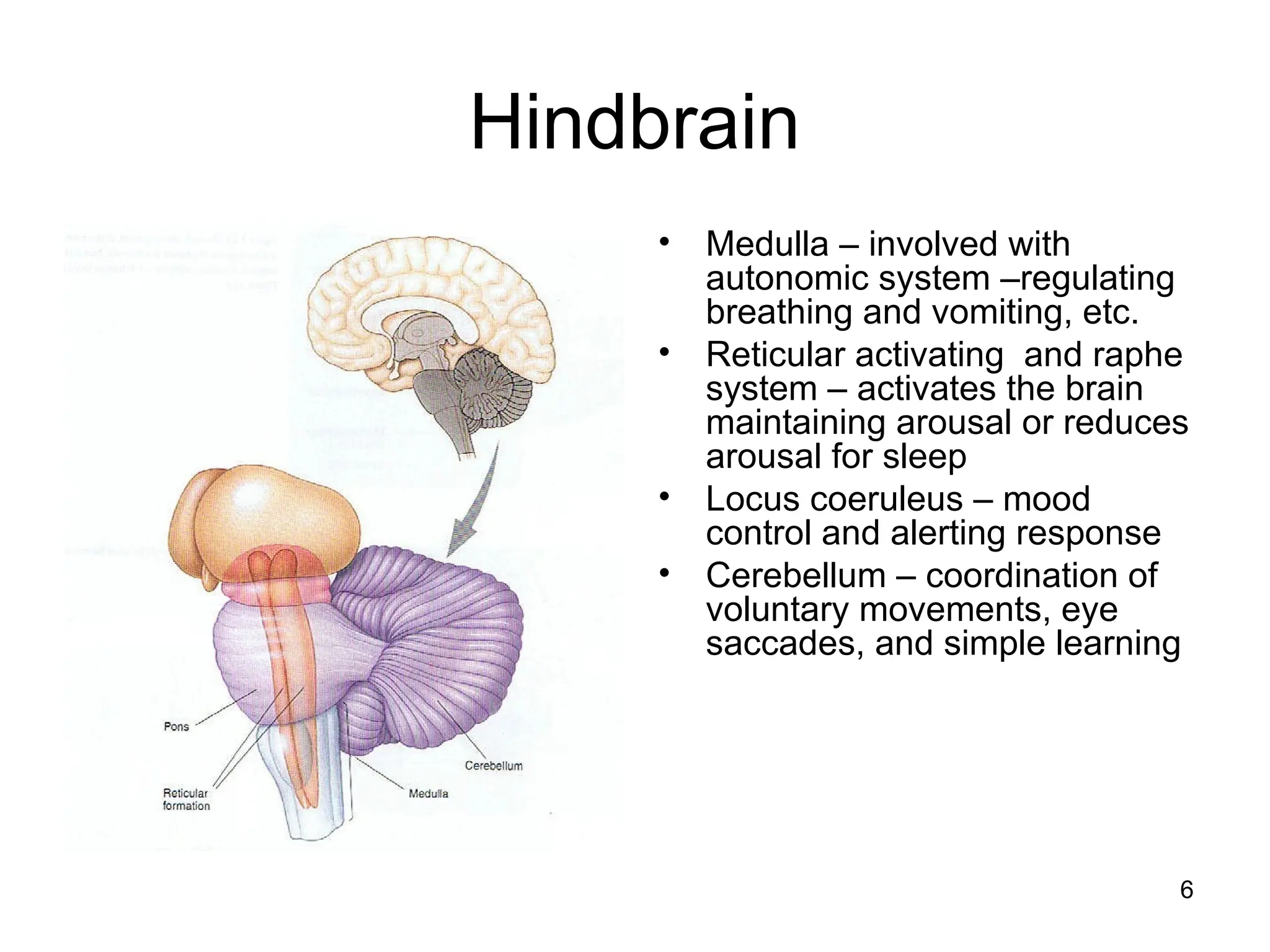 6
Hindbrain
• Medulla – involved with
autonomic system –regulating
breathing and vomiting, etc.
• Reticular activating and raphe
system – activates the brain
maintaining arousal or reduces
arousal for sleep
• Locus coeruleus – mood
control and alerting response
• Cerebellum – coordination of
voluntary movements, eye
saccades, and simple learning
 