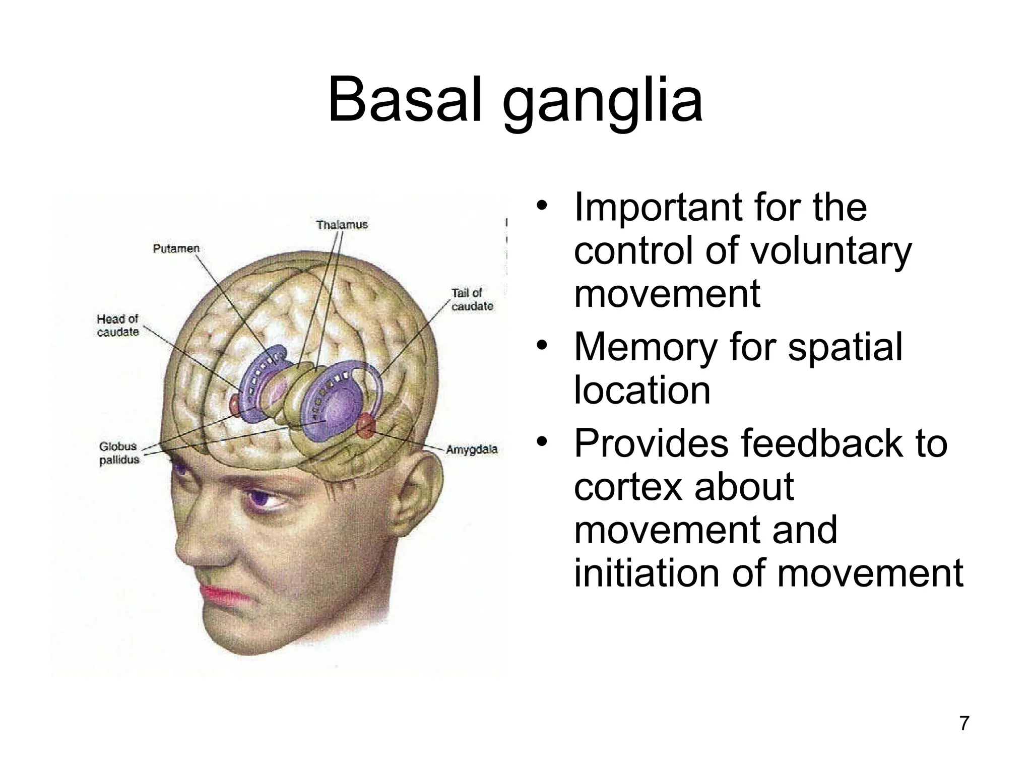 7
Basal ganglia
• Important for the
control of voluntary
movement
• Memory for spatial
location
• Provides feedback to
cortex about
movement and
initiation of movement
 