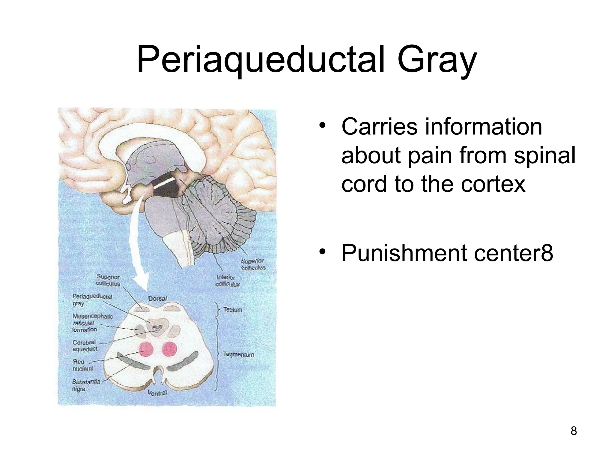 8
Periaqueductal Gray
• Carries information
about pain from spinal
cord to the cortex
• Punishment center8
 