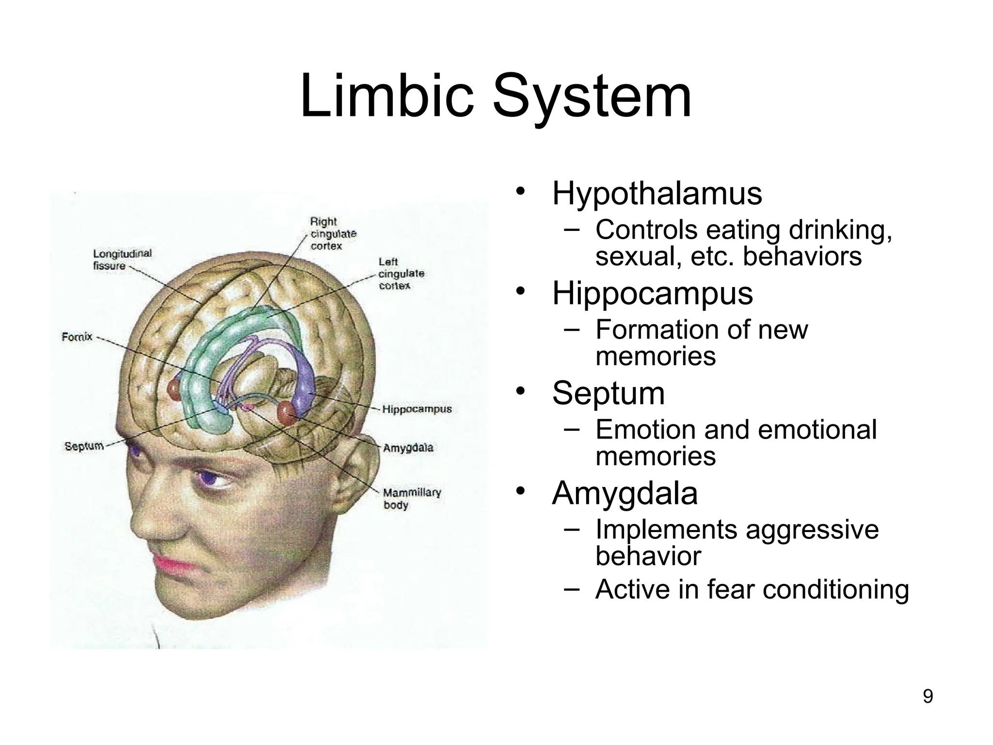 9
Limbic System
• Hypothalamus
– Controls eating drinking,
sexual, etc. behaviors
• Hippocampus
– Formation of new
memories
• Septum
– Emotion and emotional
memories
• Amygdala
– Implements aggressive
behavior
– Active in fear conditioning
 
