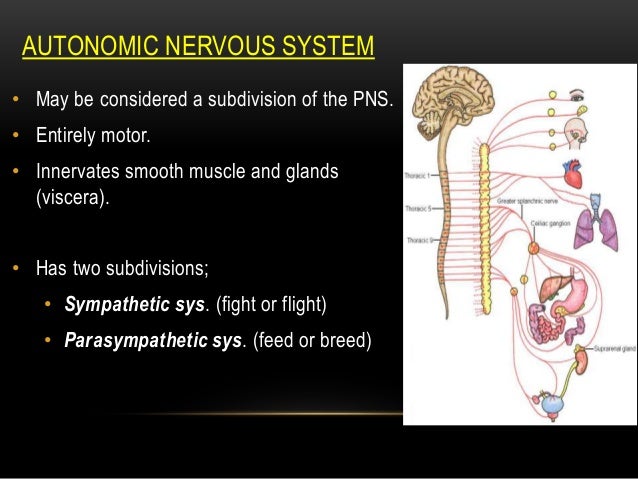 Introduction to the nervous system