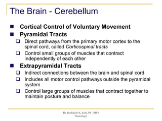 The Direct Pyramidal System Introduction to the nervous system | PPT