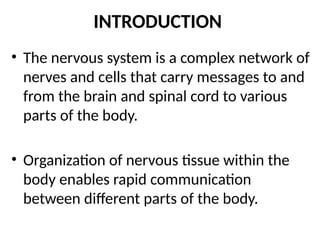 INTRODUCTION TO THE NERVOUS SYSTEM.pptx. | PPTX