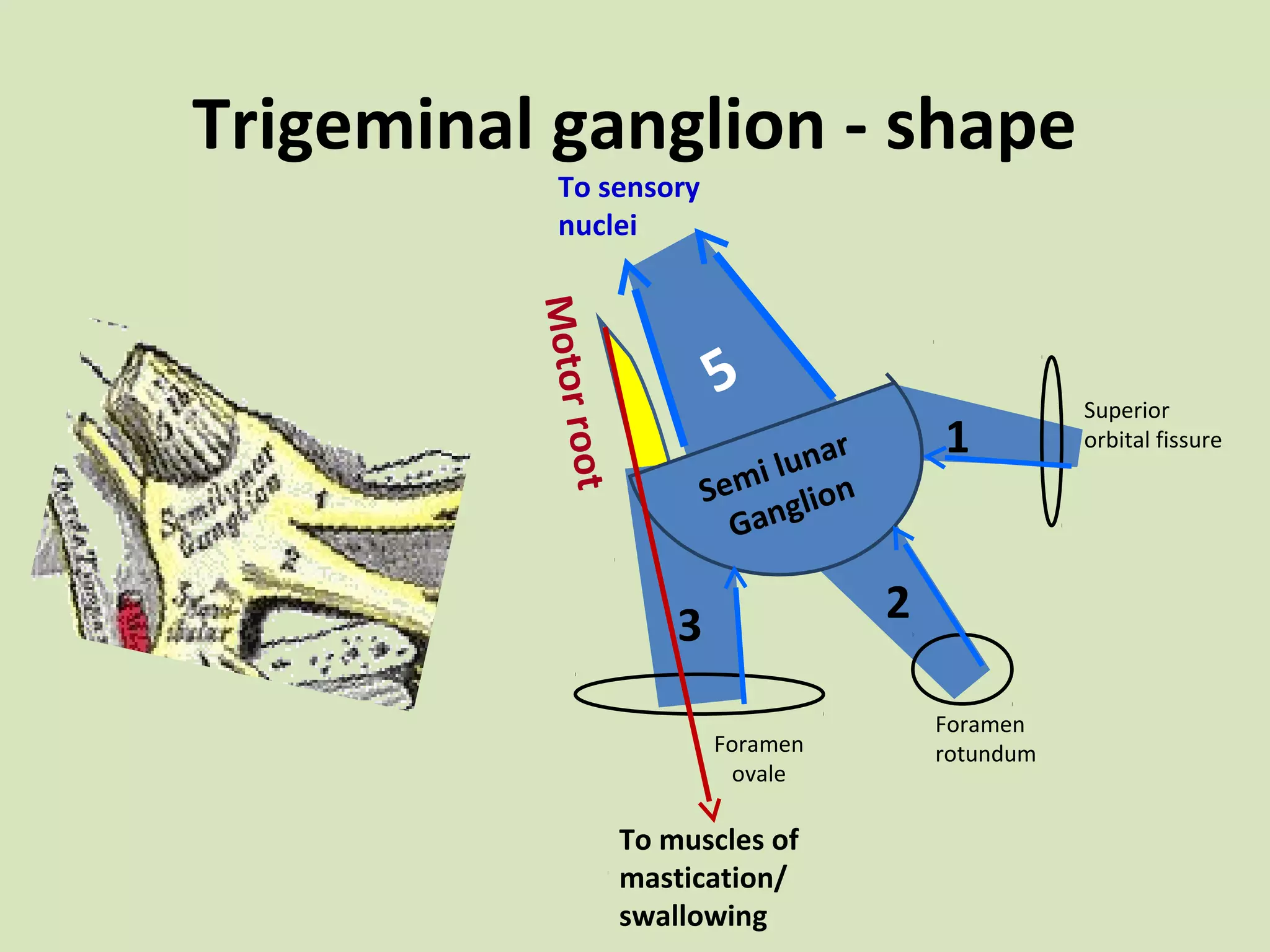 Trigeminal ganglion - shape
To sensory
nuclei

ro
Motor

5

1

ot

r
luna
i
Sem glion
Gan

2

3
Foramen
ovale

To muscles of
mastication/
swallowing

Foramen
rotundum

Superior
orbital fissure

 