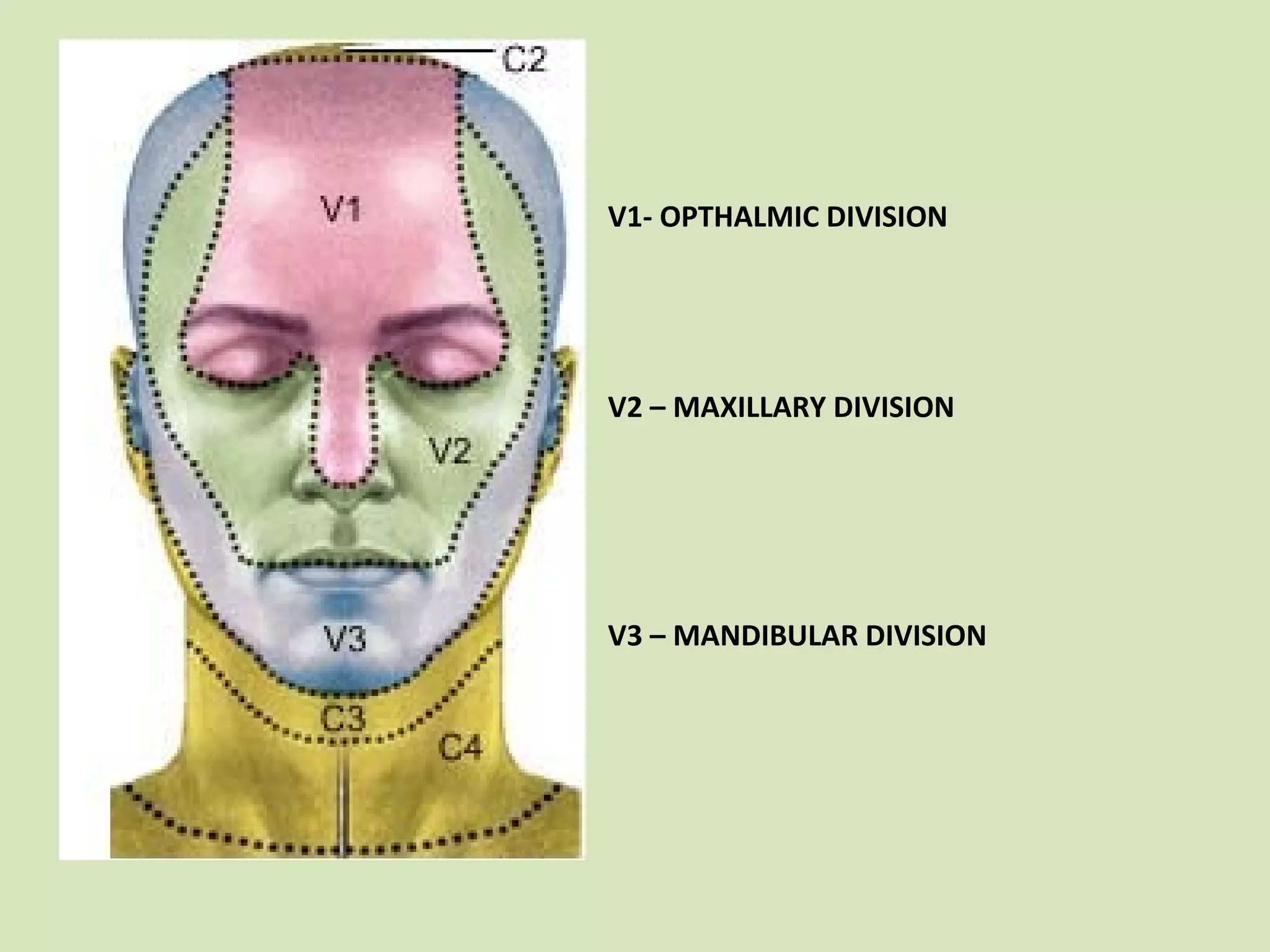 V1- OPTHALMIC DIVISION

V2 – MAXILLARY DIVISION

V3 – MANDIBULAR DIVISION

 