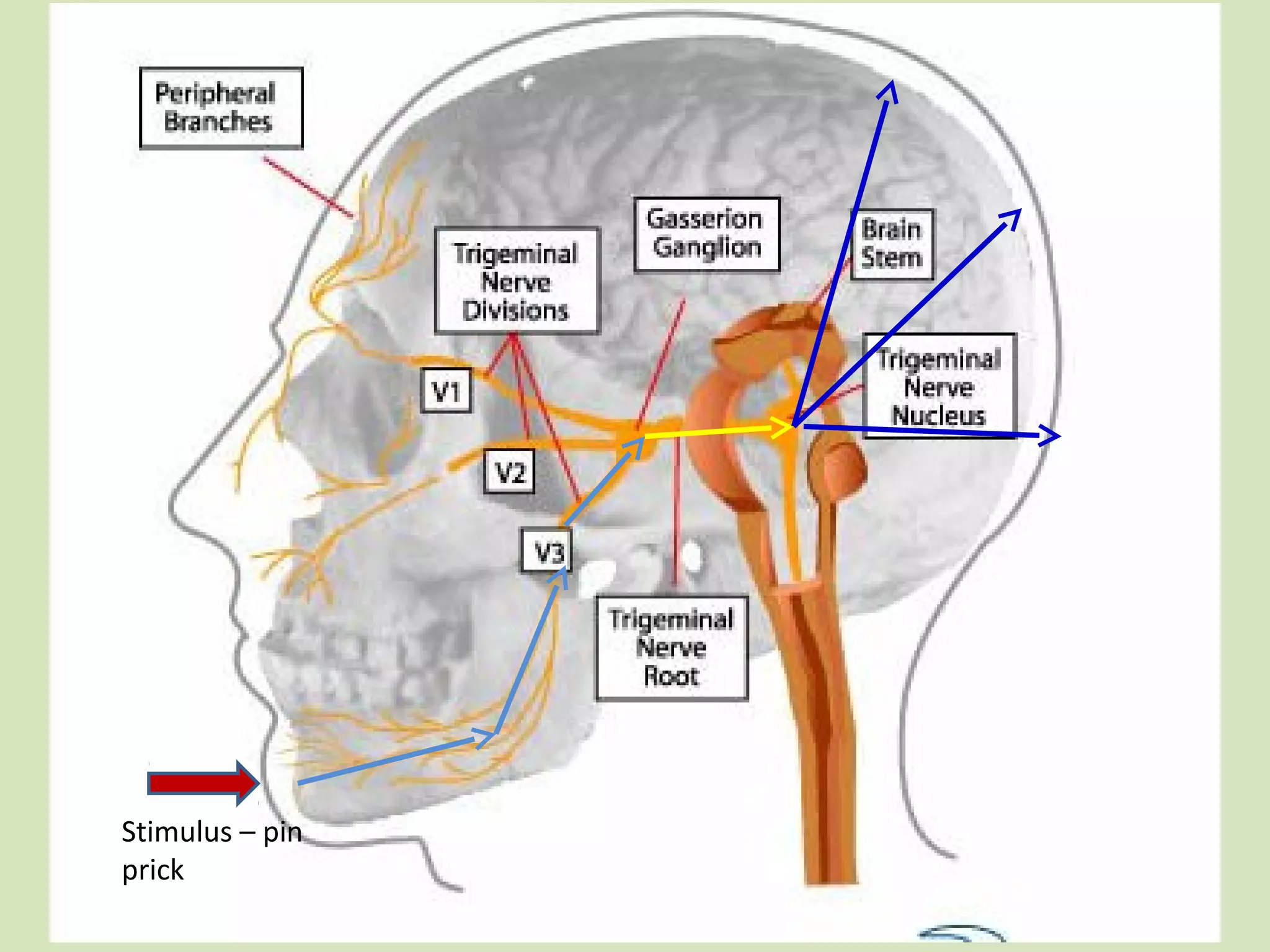 Stimulus – pin
prick

 