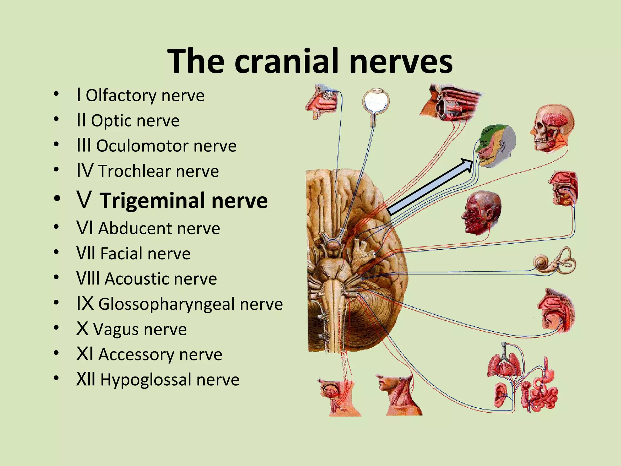 •
•
•
•

The cranial nerves

Ⅰ Olfactory nerve
Ⅱ Optic nerve
Ⅲ Oculomotor nerve
Ⅳ Trochlear nerve

• Ⅴ Trigeminal nerve
•
•
•
•
•
•
•

Ⅵ Abducent nerve
Ⅶ Facial nerve
Ⅷ Acoustic nerve
Ⅸ Glossopharyngeal nerve
Ⅹ Vagus nerve
Ⅺ Accessory nerve
Ⅻ Hypoglossal nerve

 