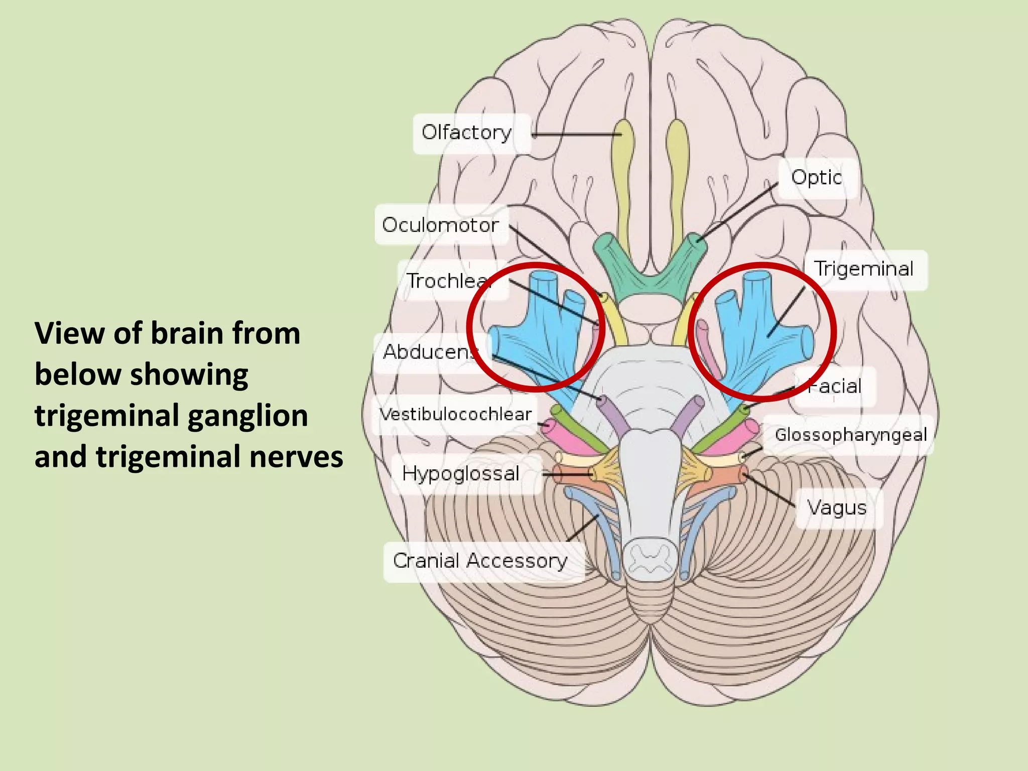 View of brain from
below showing
trigeminal ganglion
and trigeminal nerves

 