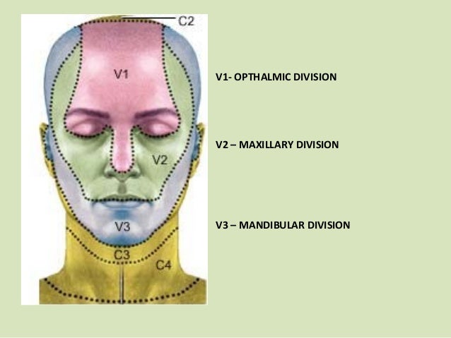 introduction to the trigeminal nerve dental surgery dermatome testing