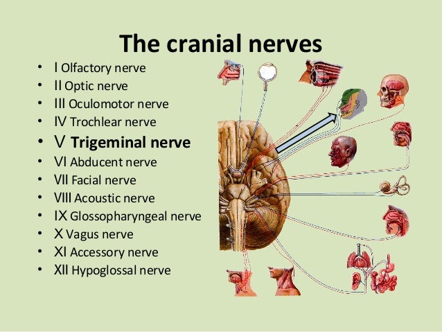 Introduction to the trigeminal nerve ‫‬dental surgery