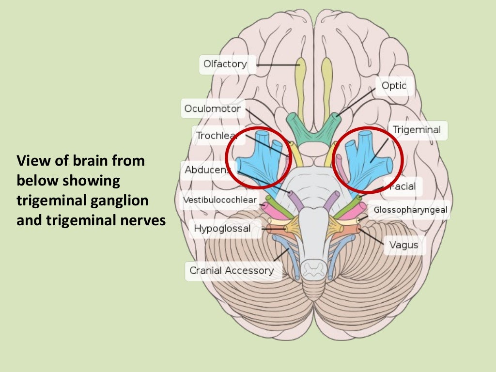 Introduction to the trigeminal nerve ‫‬dental surgery